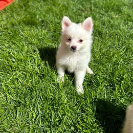 Boy # 4 Rocky - White Pomeranian puppy in Syracuse, New York from Rios Pomimo Puppies