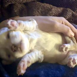 Chihuahua Puppies from Wild Mountain Chihuahuas