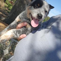 Girl 1 - Blue mottled female Australian Cattle Dog puppy in Bradford, Arkansas from Cedar Rock Heelers and Kelpies