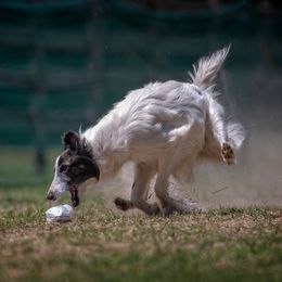Drifter  - Silken Windhound