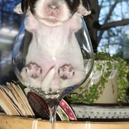 Dachshund Puppies from Climate City Doxies