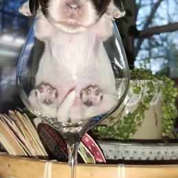 Dachshund Puppies from Climate City Doxies