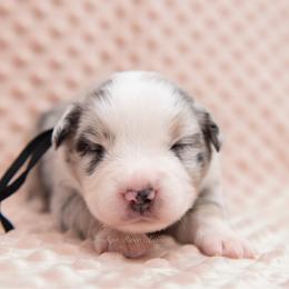 Idris - Black Collar - Blue merle male Miniature Australian Shepherd puppy in Lacombe, Louisiana from Indigo River Aussies