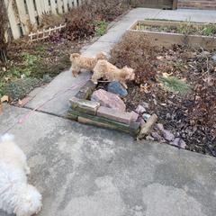 Assorted Doodle Crosses Puppies from Oasis Cotonpoos
