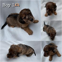 Dachshund All Grown Up from Bendita Kennels