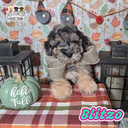 Goldendoodle and Shihpoo Puppies from Bellady's Shihpoos