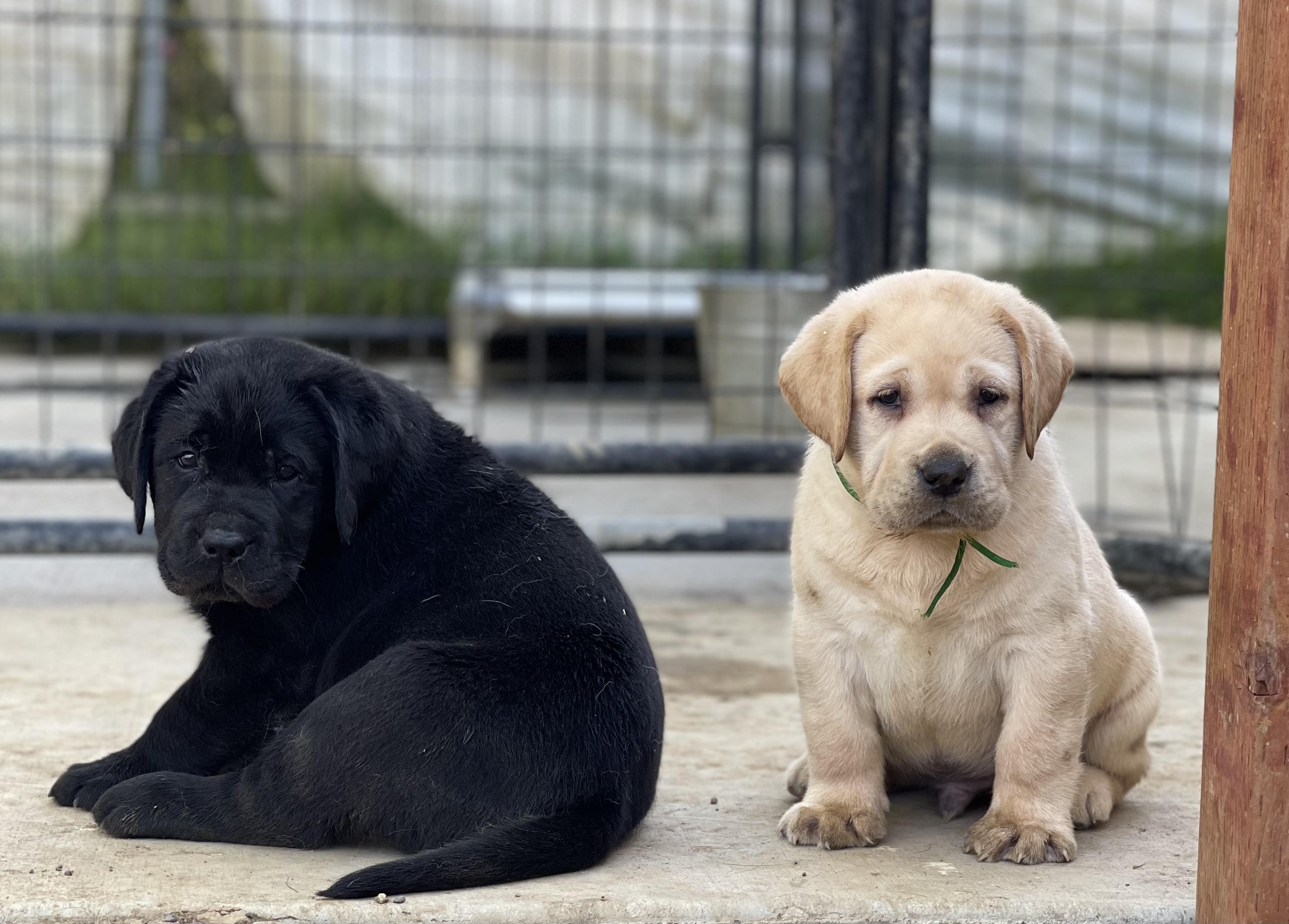 OKE Labradors in California Labrador Retriever puppies Good Dog
