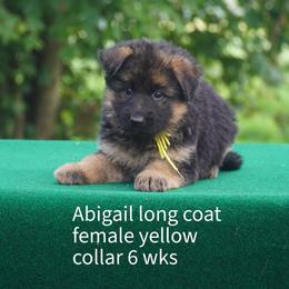 Yellow collar - Black and red female German Shepherd puppy in Chrisney, Indiana from Indiana German Shepherds