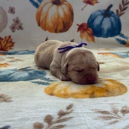 Purple - Yellow female Labrador Retriever puppy in Big River, California from Cozy Acres Farm Labradors