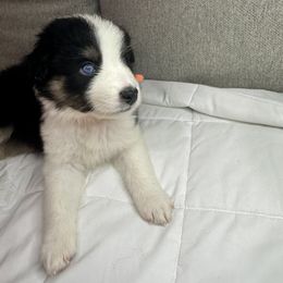 Australian Shepherd Puppies from Double R Farm Aussies