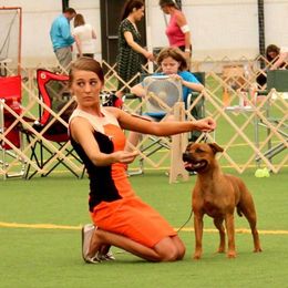 "Envy" - Staffordshire Bull Terrier