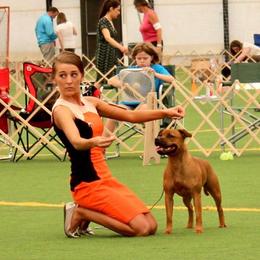 "Envy" - Staffordshire Bull Terrier