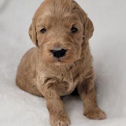 Goldendoodle Puppies from Lake Village Doodles