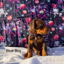 Blue - Red and rust male Doberman Pinscher puppy in Knox, Indiana from Double River Dobermans