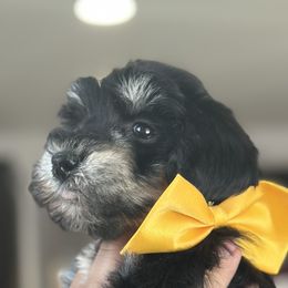 Dachshunds and Pomeranians from AZ Dachshunds & Poms