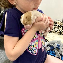 Bernedoodle and Cavapoo Puppies from Sugar Doodles Pups