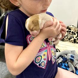 Bernedoodle and Cavapoo Puppies from Sugar Doodles Pups