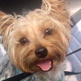 Poodles, Yorkipoos, and Yorkshire Terriers from Sweet as dessert puppies