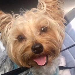 Poodles, Yorkipoos, and Yorkshire Terriers from Sweet as dessert puppies