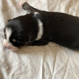 Miniature Australian Shepherd Puppies from Southern Maine Aussies