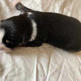 Miniature Australian Shepherd Puppies from Southern Maine Aussies