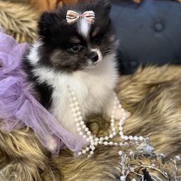 Tamera - Tri-colored female Pomeranian puppy in Milwaukee, Wisconsin from Dolcebellezza’s Poms