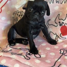 Pug Puppies from Berg Family