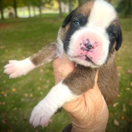 Flashy girl Bailey - Fawn female Boxer puppy in Plainwell, Michigan from Hope's Beautiful Boxers