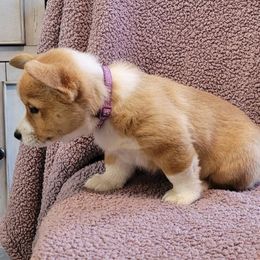 Milli (purple collar) - White and red female Pembroke Welsh Corgi puppy in Port Byron, Illinois from Seegrist Family Puppies