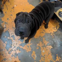 Sophia - Chinese Shar-Pei