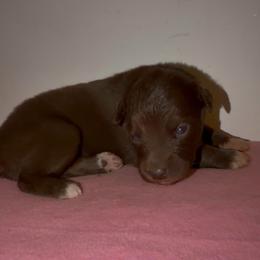 Tulip - Red & white female Australian Shepherd puppy in Windsor, New York from Double B Aussies