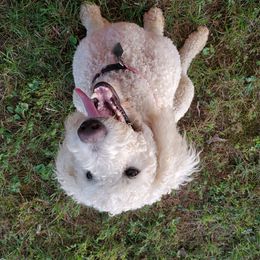 Noodles  - Goldendoodle