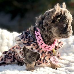 Miss Halo - Lilac tri-color female Bulldog puppy in Rockledge, Florida from BV Bulldogs