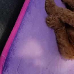 Poodle Puppies from Derby Family Poodle