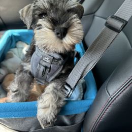 Miniature Schnauzer Puppies from Black Gold Miniature Schnauzers