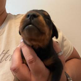 Girl 3 - Black female German Pinscher puppy in Stratford, New Jersey from Chapel Heights German Pinschers