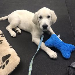French Bulldog and Golden Retriever Puppies from Show me goldens and frenchies