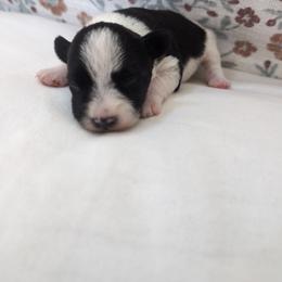 Sasha - Parti female Miniature Schnauzer puppy in Huron, Tennessee from Wilma's Paw-Paw Patch