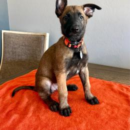 Han (Orange) - Mahogany male Belgian Malinois puppy in Buckeue, Arizona from Légende Vivante Du Chief Kennel