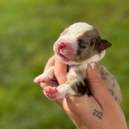 Roxy AKC - Red merle female Australian Shepherd puppy in Polk City, Florida from Skaky Shepherds
