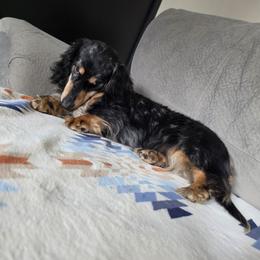 Indy - Dachshund