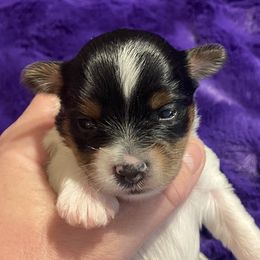 Girl 2 - Black tan and white Biewer Terrier puppy in Shelton, Washington from Olympic Rose Biewer Terriers