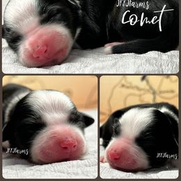 (4) Comet, BTF - Black tri female Miniature American Shepherd puppy in Huntington, Texas from JKKJ Farms