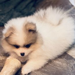Boy 2 - Orange parti male Pomeranian puppy in Snohomish County, Washington from Heartlove Poms
