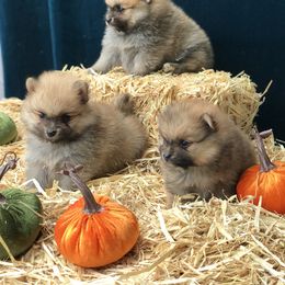 Pomeranian Puppies from Pommies of LA