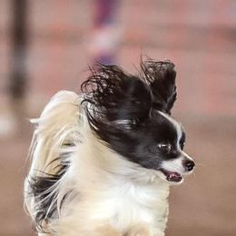 Papillons from Dollar Bar Ranch