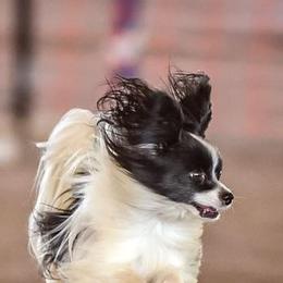 Papillons from Dollar Bar Ranch