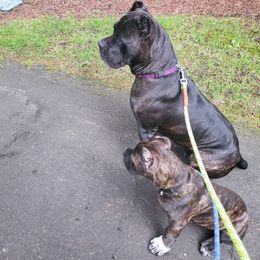 Cane Corso Puppies from King of Kings Cane Corso
