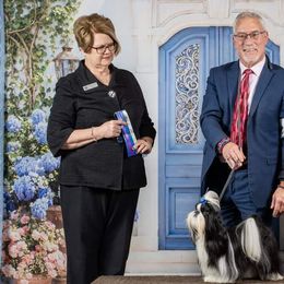 Shih Tzus from Southern Class Shih Tzu