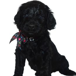Gator - Aussiedoodle puppy from Boondock Doodles